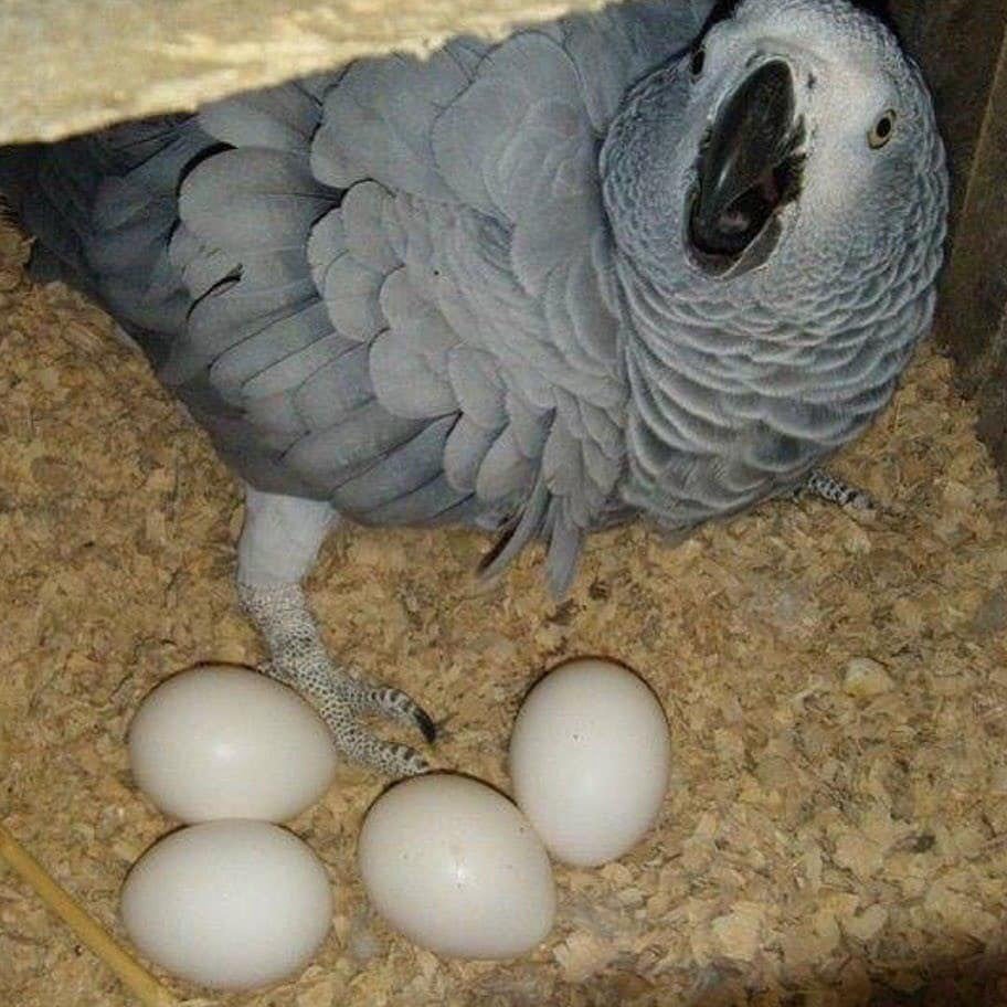 African grey eggs for sale