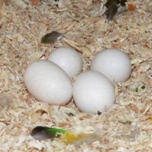 Fertile amazon macaw eggs for sale