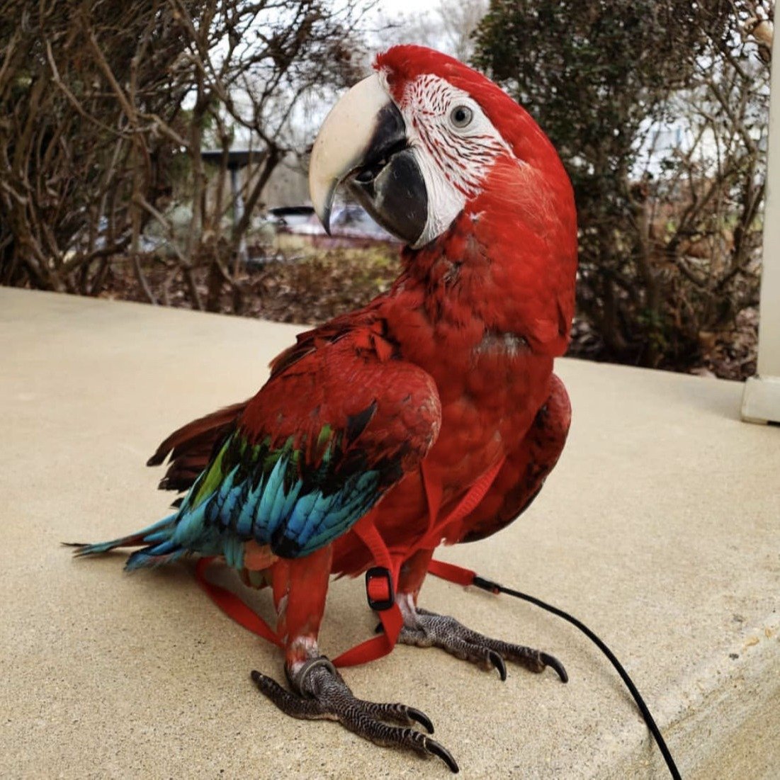 amazon macaw for sale