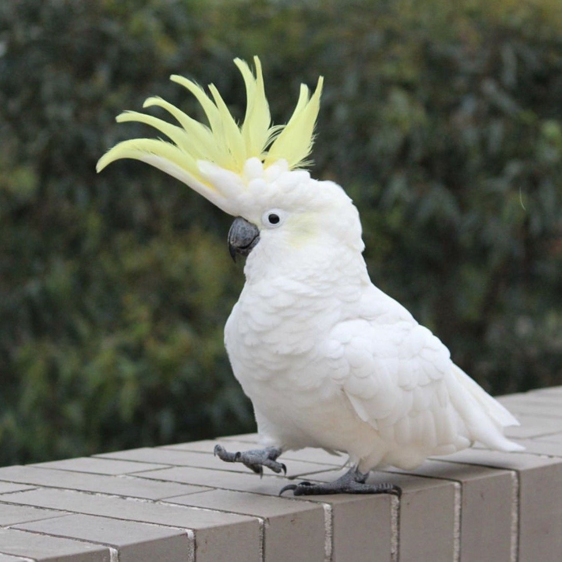 Sulphur-crested Cockatoo for sale