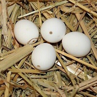 Parakeet eggs for sale
