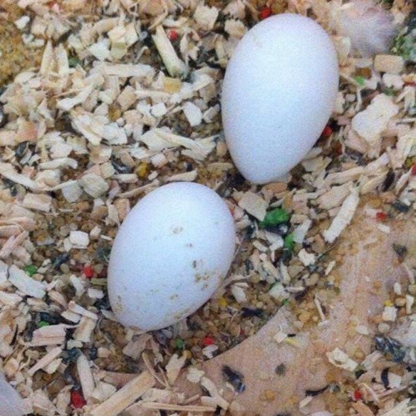 Green Wing Macaw eggs for sale