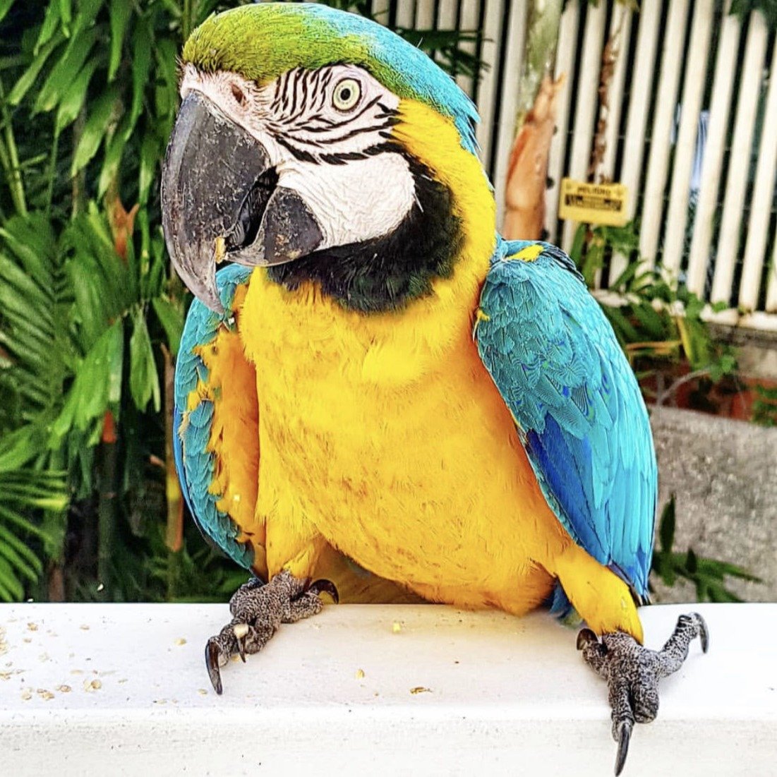 Blue and gold amazon Macaw for sale