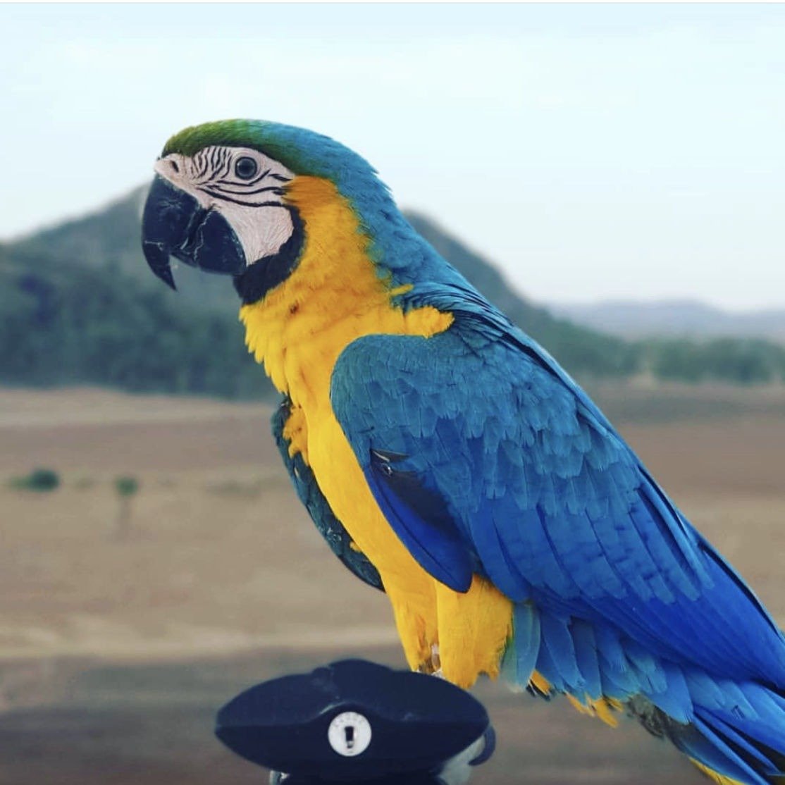 Blue and gold Macaw for sale