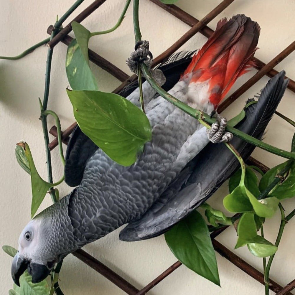 congo African Grey Parrot for sale