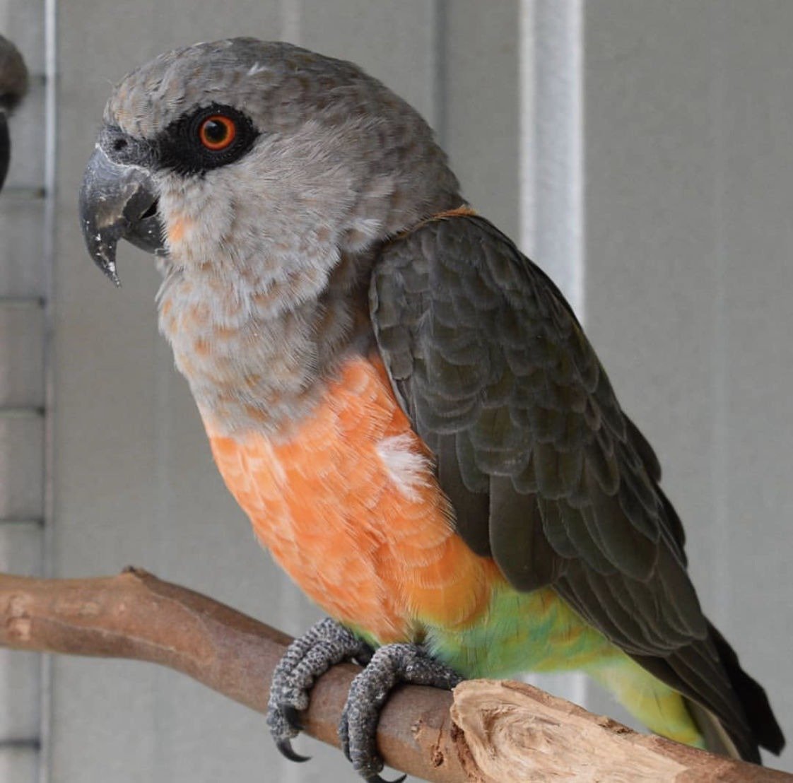 African  Red Belly Parrot  for sale