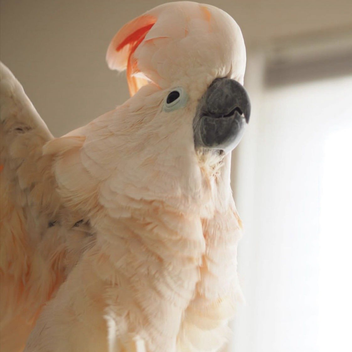 Moluccan Cockatoo for sale