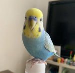 Parakeet bird for sale