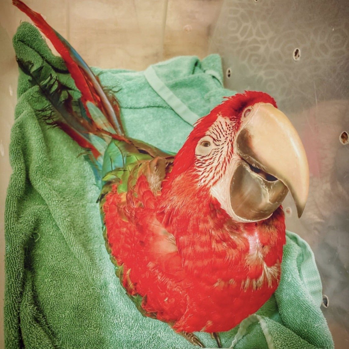 Green Wing Macaw for sale