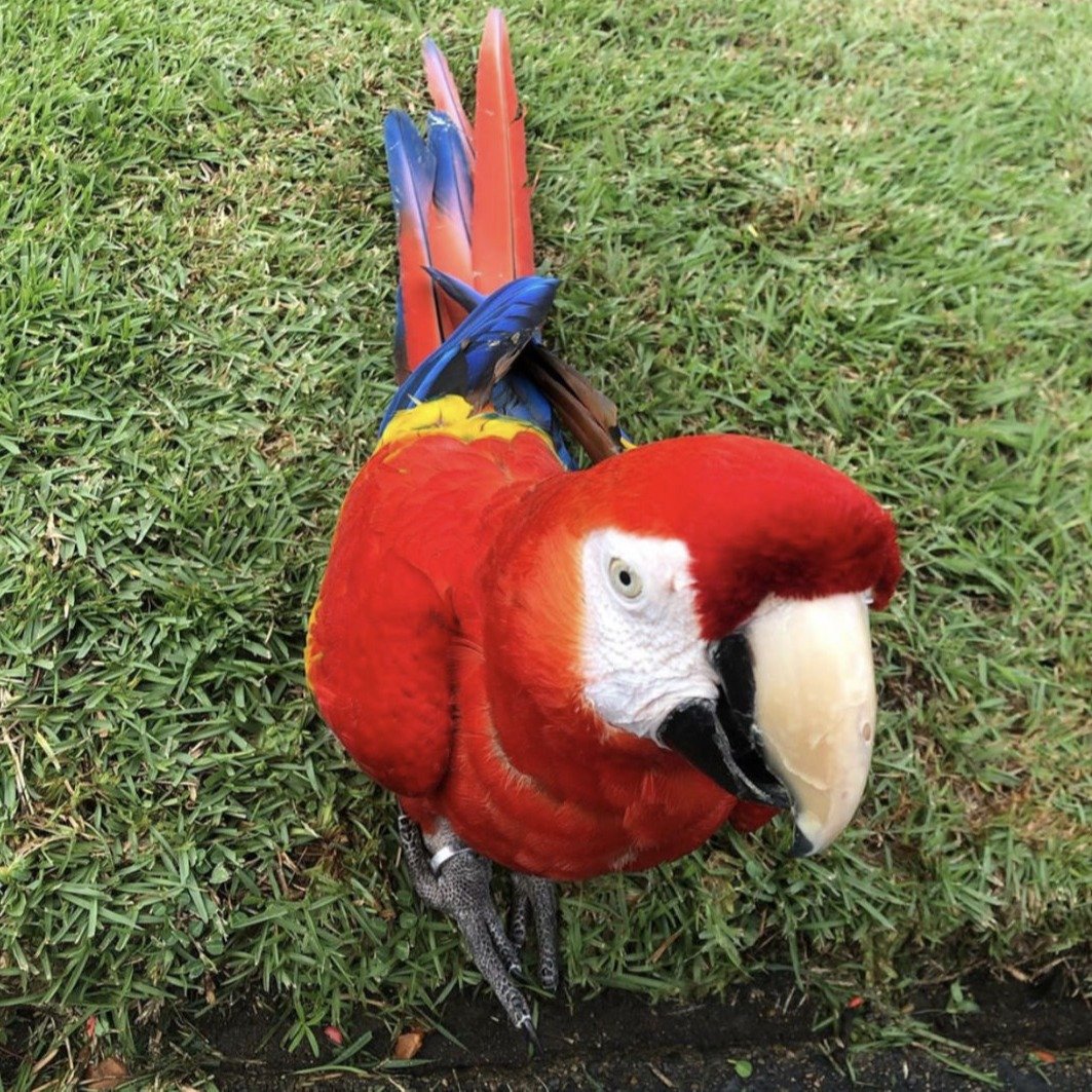 Scarlet Macaw Parrot for sale