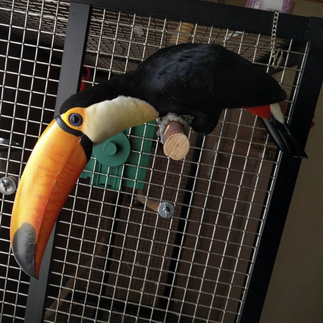  toco toucan for sale