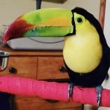 toucans for sale