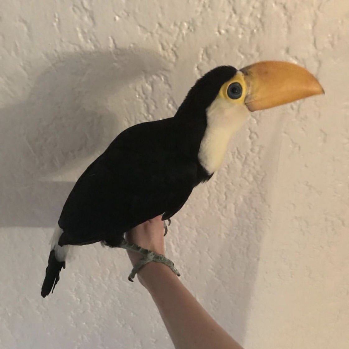 white throated toucan for sale