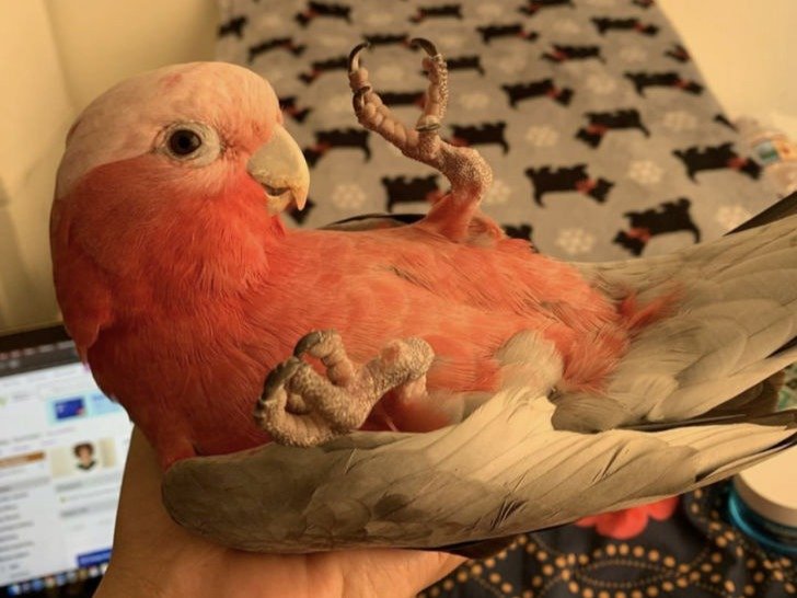 Rose breasted cockatoo for sale