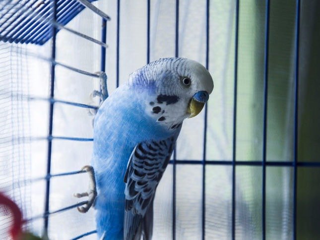 shipping procedure of a newly bought parrot