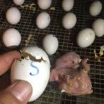 fertile parrot eggs for sale