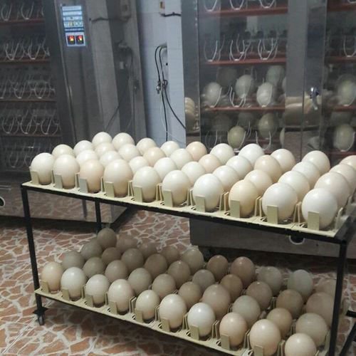 fertile toucan eggs for sale