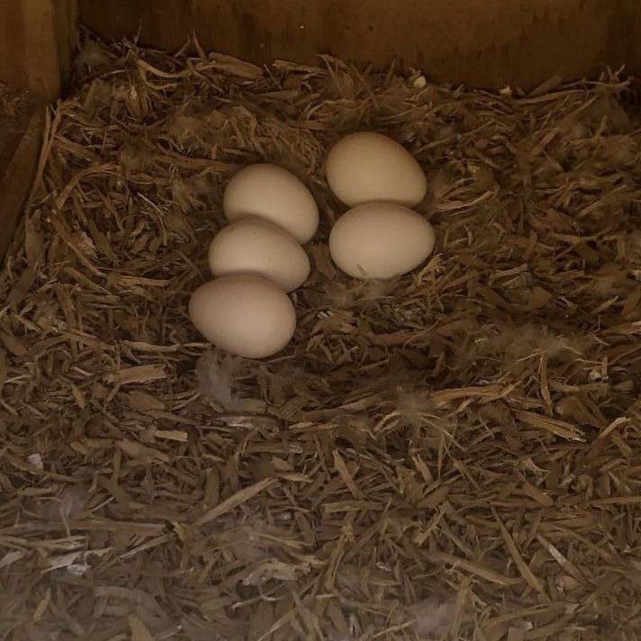 Rose Breasted Cockatoo eggs for sale