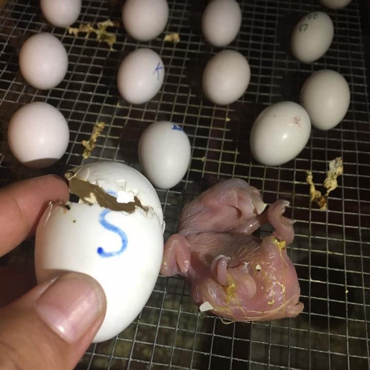 Scarlet Macaw Parrot eggs